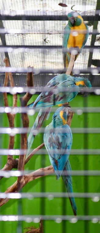Bird Park visit May 2018