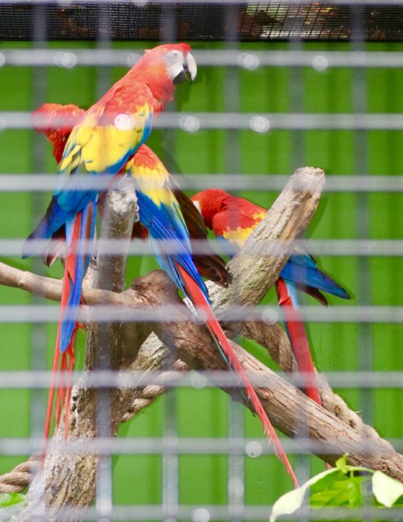 Bird Park visit May 2018