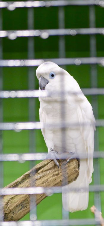 Bird Park visit May 2018